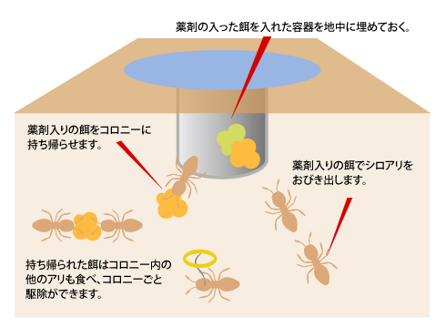 シロアリねっと、シロアリ駆除工法紹介　エコベイト工法イメージ・薬剤入りの餌を巣に持ち帰らせることで巣ごとシロアリを駆除します。